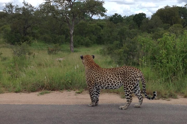 Kruger Park Safari: Guided Day Tour from Nelspruit