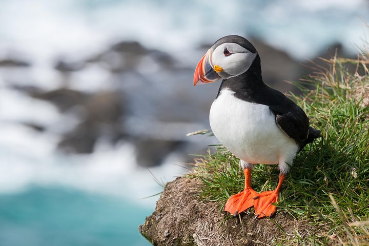 1-Hour Small Group Sightseeing Boat Tour in Vestmannaeyjar