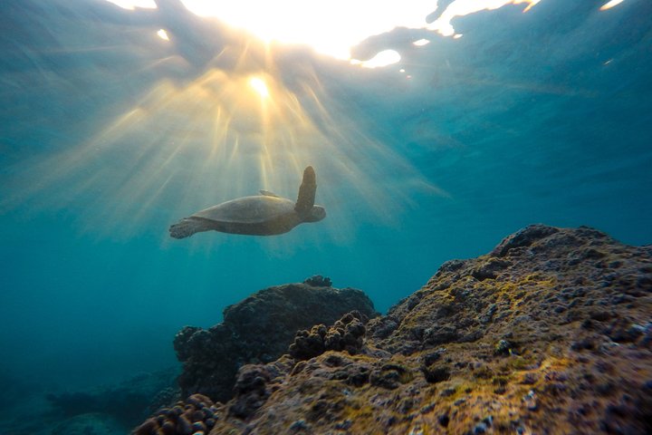 Snorkeling Adventure in La Jolla