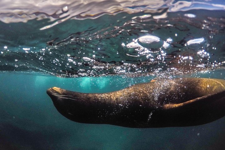 Snorkeling Adventure in La Jolla