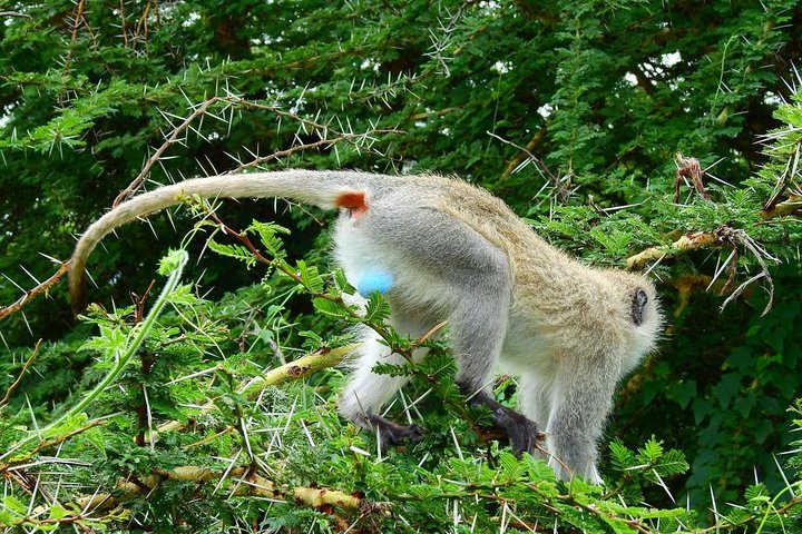 6 Days best adventure kilimanjaro ,Tarangire ,Serengeti &Ngorongoro crater