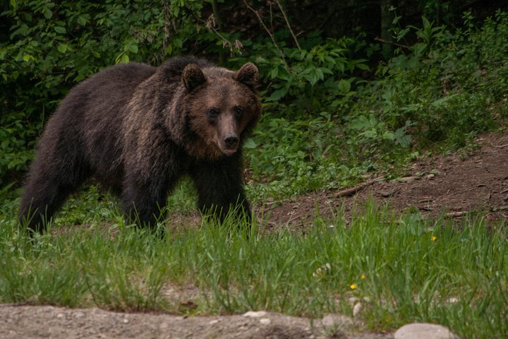 Carpathian Wilderness: A Wildlife Experience from Brașov