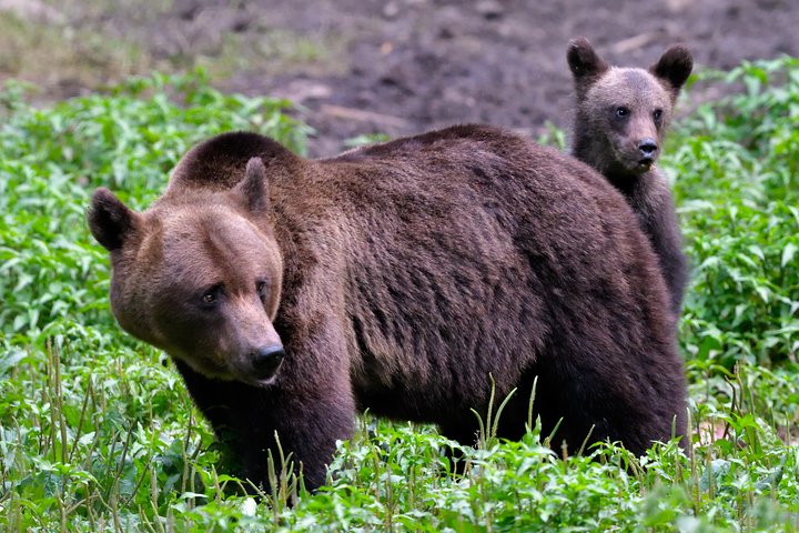 Carpathian Wilderness: A Wildlife Experience from Brașov