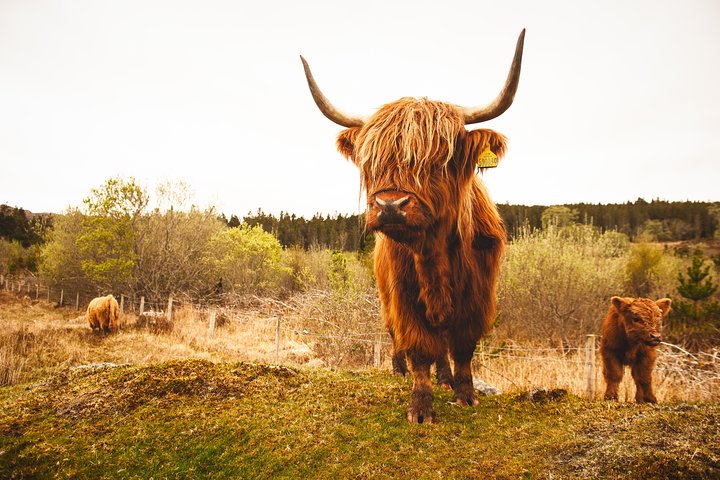 Dunnottar Castle and Royal Deeside Small-Group Tour from Aberdeen