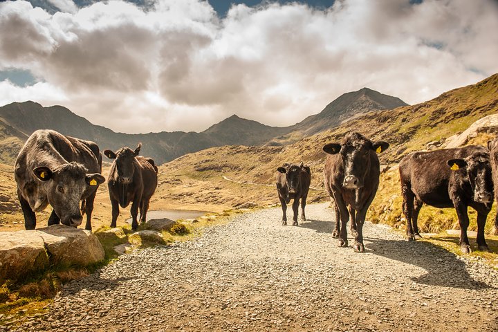 Snowdonia & Chester Day Tour from Manchester Including Admission