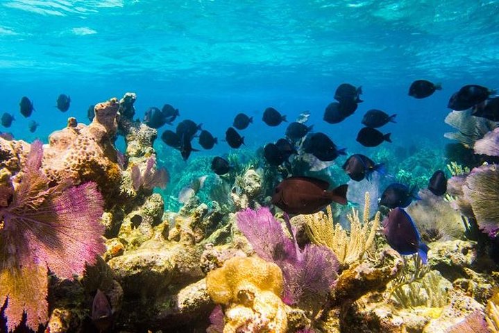 Exclusive Supreme Snorkeling Tour