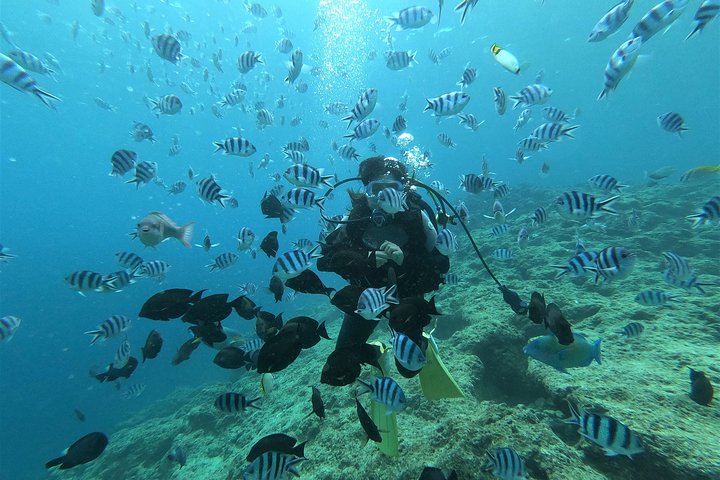 Blue Cave Area Experience Diving!Free feeding & photo images Chinese guide available!1 group with a dedicated instructor
