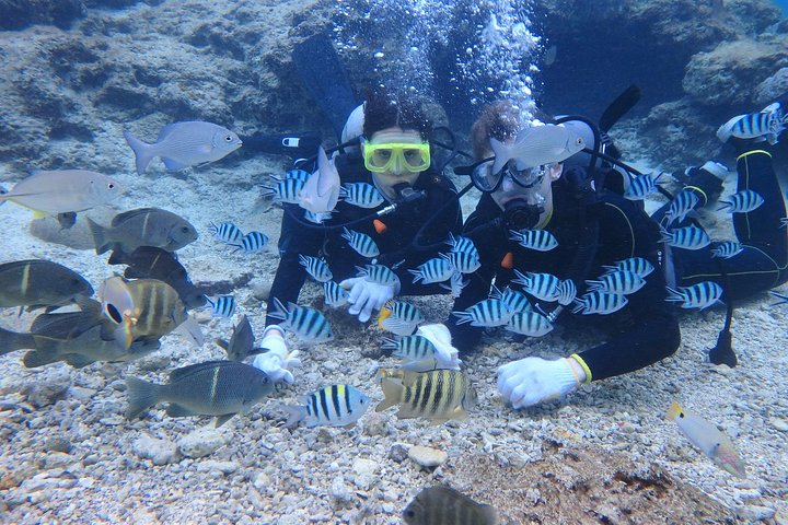 Blue Cave Area Experience Diving!Free feeding & photo images Chinese guide available!1 group with a dedicated instructor