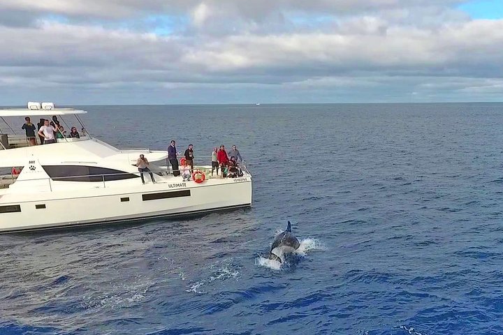 VipDolphins Luxury Whale Watching