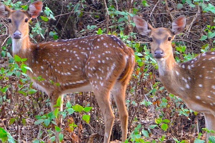 Wild life tour in Chennai with guide and private car