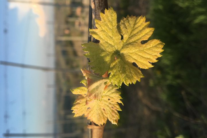 Abellonio Cascina Piccaluga - visit to the vineyards, to the wine tasting cellar