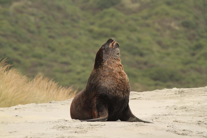 Dunedin Shore Excursion: Small-Group Tour of Dunedin and the Otago Peninsula