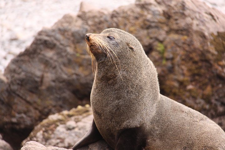 Dunedin Shore Excursion: Small-Group Tour of Dunedin and the Otago Peninsula