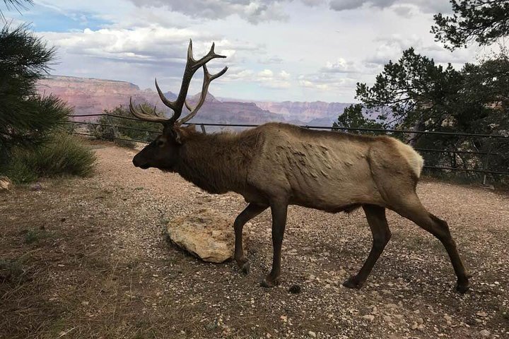 Grand Canyon Signature Hummer Tour with Optional Sunset Views