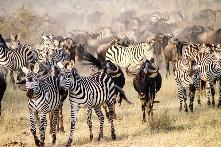 6 Days best adventure kilimanjaro ,Tarangire ,Serengeti &Ngorongoro crater