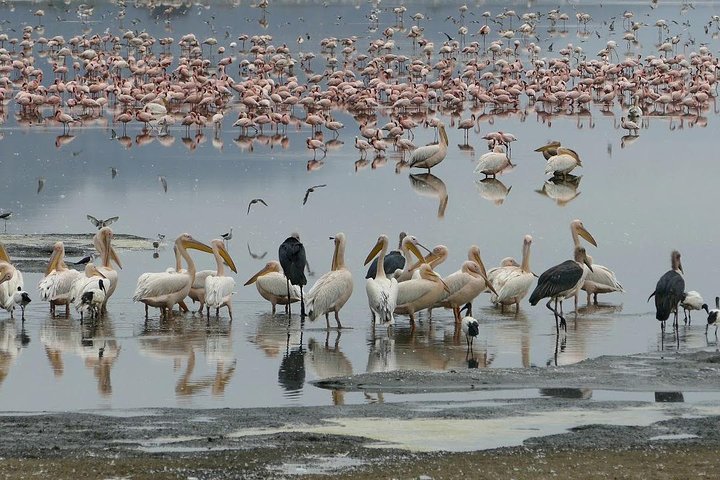 6 Days best adventure kilimanjaro ,Tarangire ,Serengeti &Ngorongoro crater