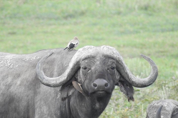 6 Days best adventure kilimanjaro ,Tarangire ,Serengeti &Ngorongoro crater