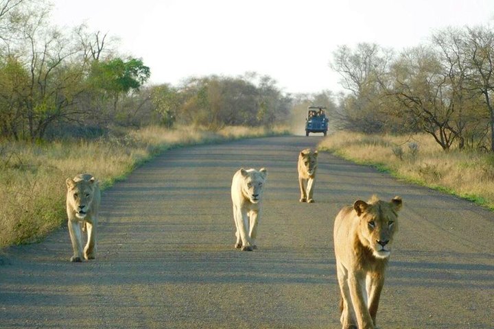 All Inclusive 2 Day Kruger Safari from Johannesburg
