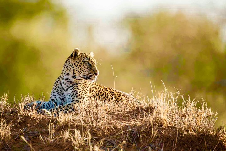 All Inclusive 2 Day Kruger Safari from Johannesburg
