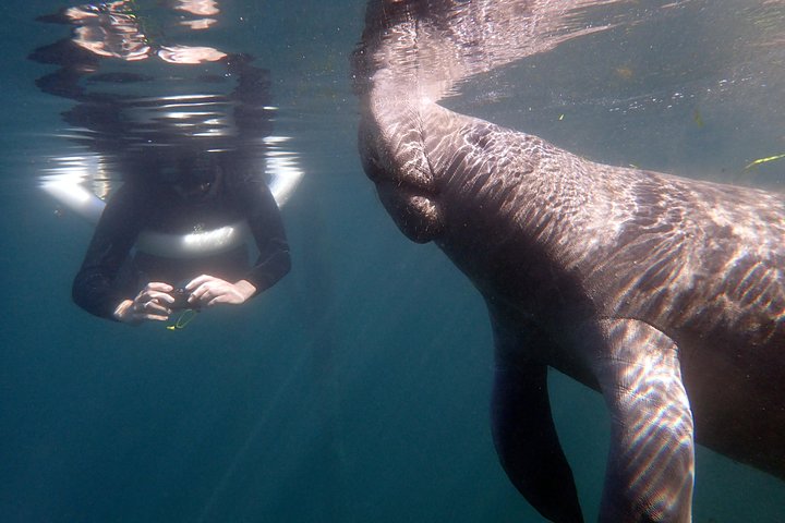 The 'OG' Manatee Snorkel Tour with In-Water Guide/Photographer