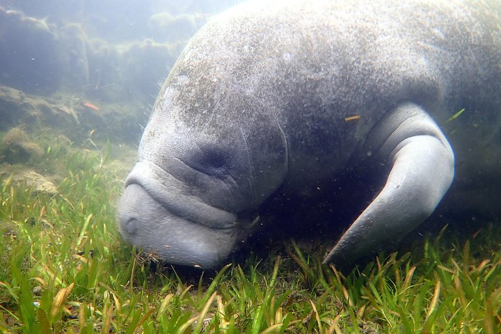 The 'OG' Manatee Snorkel Tour with In-Water Guide/Photographer