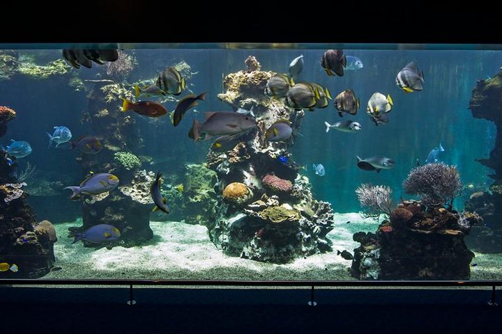 Aquarium Package in Nouméa's with Admission + HOHO with LYVAI