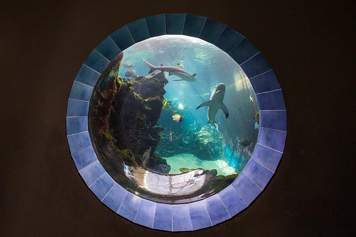 Aquarium Package in Nouméa's with Admission + HOHO with LYVAI