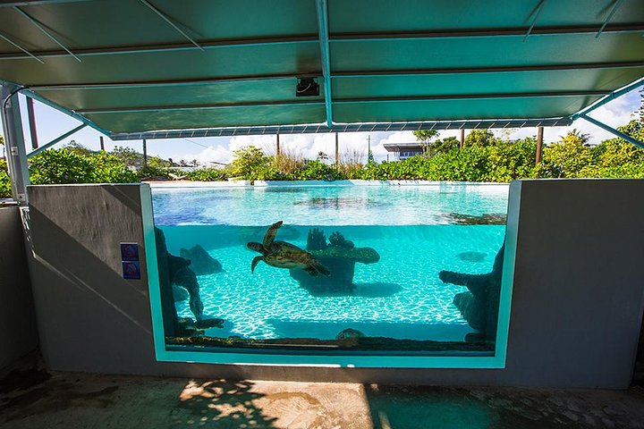 Aquarium Package in Nouméa's with Admission + HOHO with LYVAI