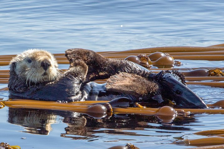 Summer Victoria Whale Watching Tour on a Covered Vessel