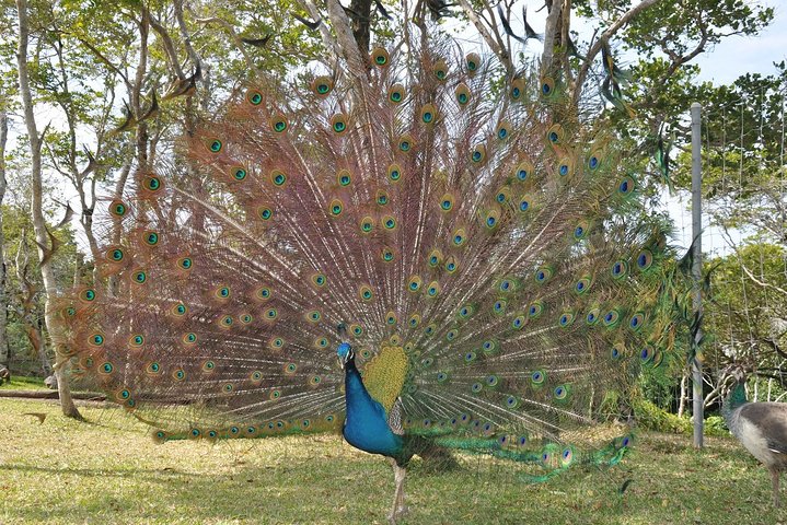 Zoological and Forestry Park Admission Ticket with LYVAI