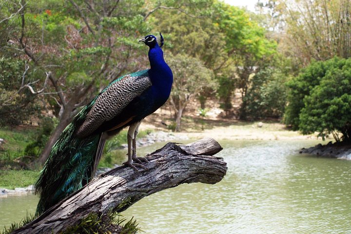 Zoological and Forestry Park Admission Ticket with LYVAI