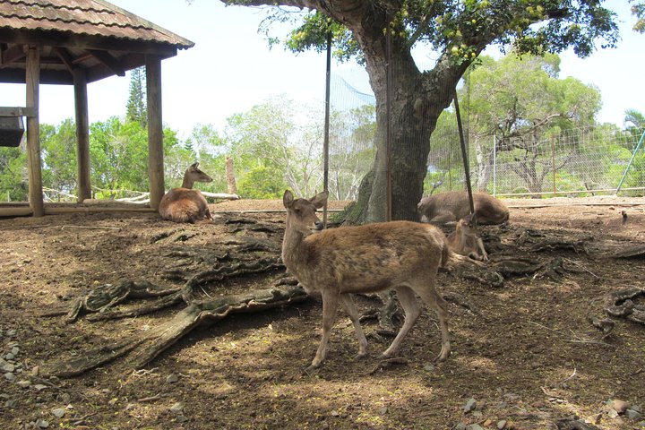 Zoological and Forestry Park Admission Ticket with LYVAI