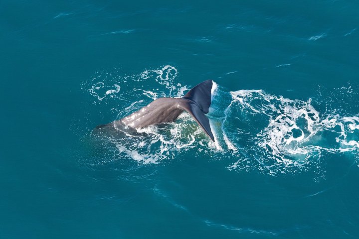 Whale Watching in Kaikoura - Ultimate Experience