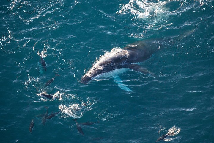 Whale Watching in Kaikoura - Ultimate Experience