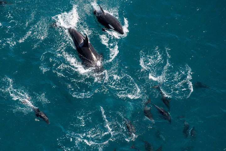 Whale Watching in Kaikoura - Ultimate Experience
