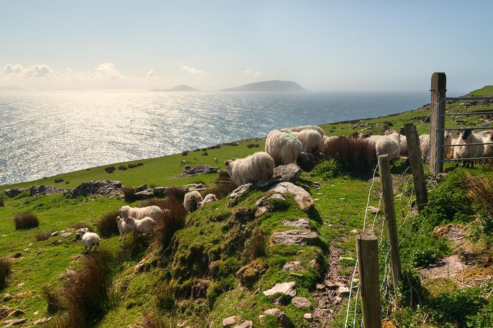 Private Tour: Dingle Peninsula from Kerry. Waterville, Tralee etc