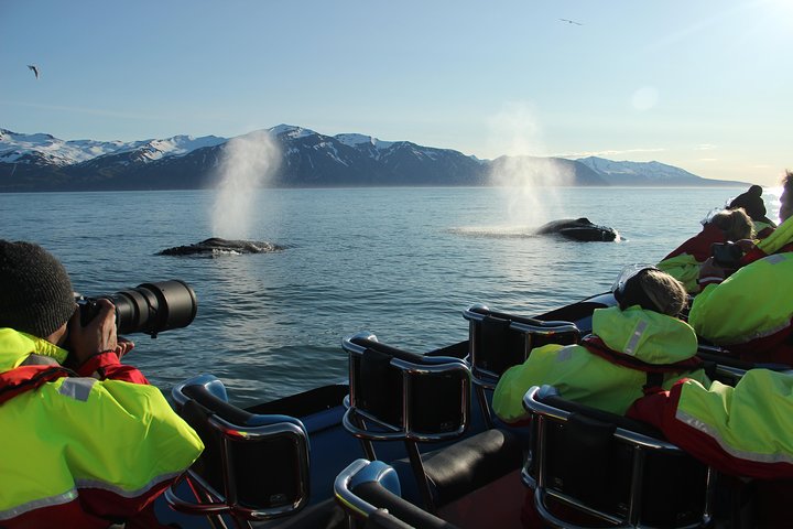 Original Big Whale Safari & Puffins Speedboat Tour from Húsavík