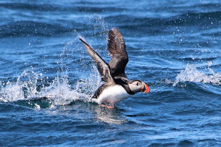 Original Big Whale Safari & Puffins Speedboat Tour from Húsavík