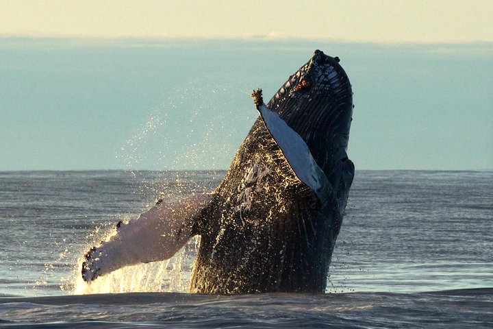 Original Big Whale Safari & Puffins Speedboat Tour from Húsavík