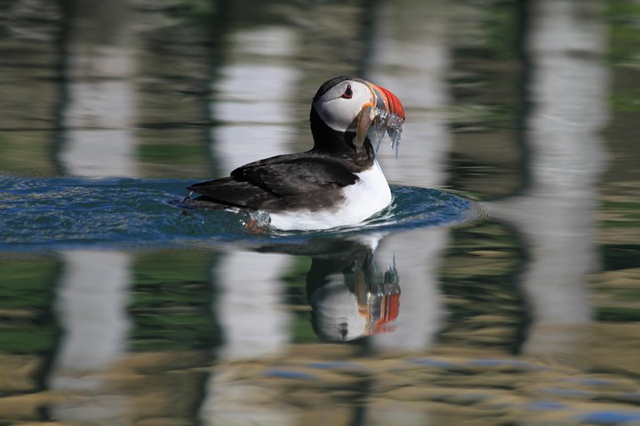 Original Big Whale Safari & Puffins Speedboat Tour from Húsavík