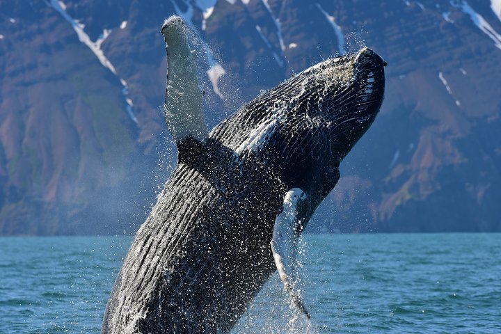 Traditional Whale Watching from Húsavík by Local Family Company