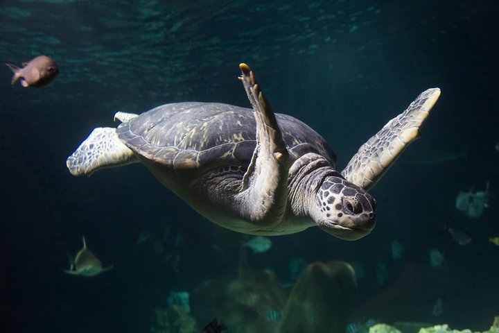 SEA LIFE Konstanz Admission Ticket