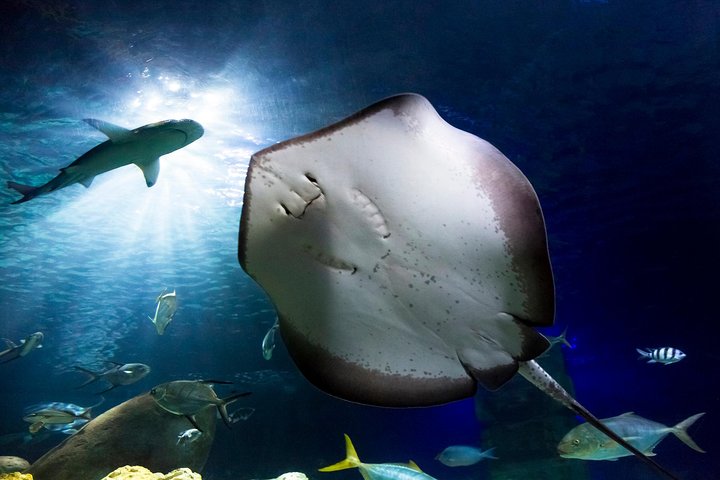 SEA LIFE Hannover Ticket