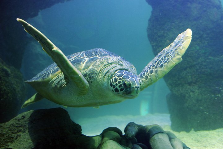 SEA LIFE Paris Val d'Europe Aquarium Entry Ticket