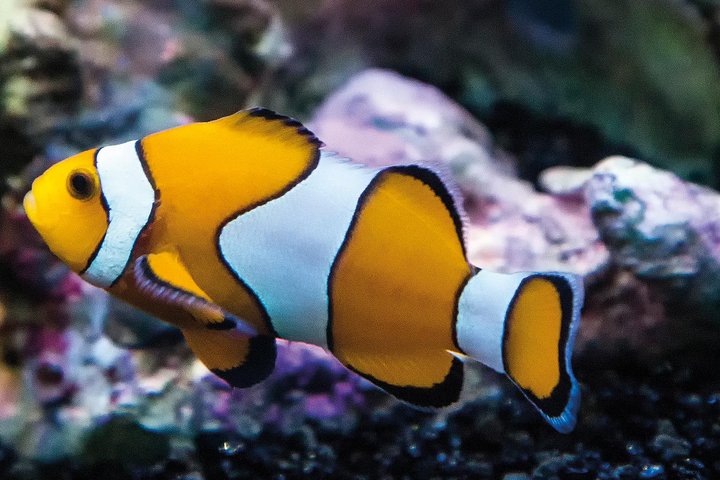 SEA LIFE Paris Val d'Europe Aquarium Entry Ticket