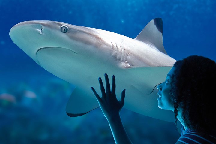 SEA LIFE Paris Val d'Europe Aquarium Entry Ticket