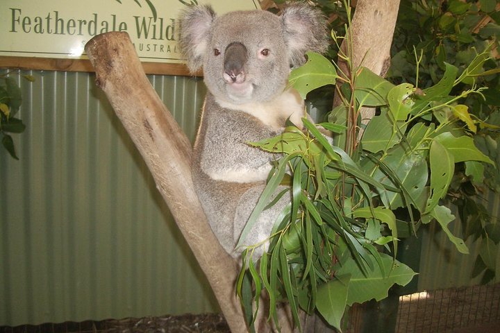 Blue Mountains PRIVATE Day Tour from Sydney plus Wildlife Park
