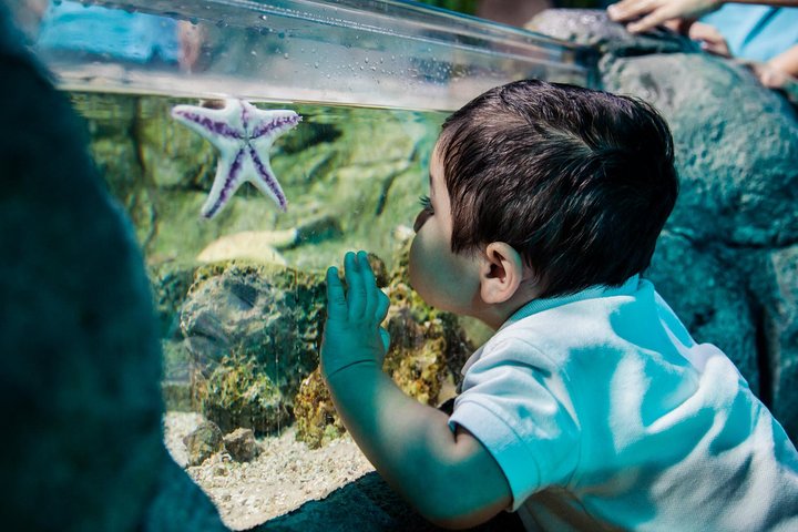 Sea Life Charlotte Concord Aquarium Admission Ticket