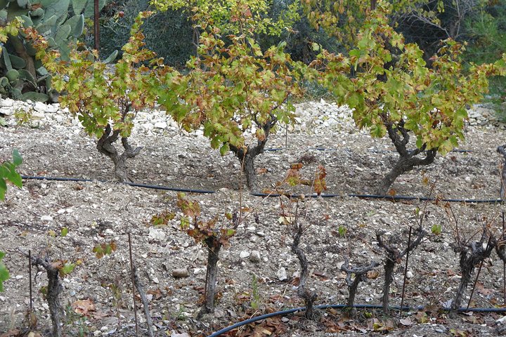 Troodos Mountains Vino Venture: All Inclusive Full Day Wine Tour