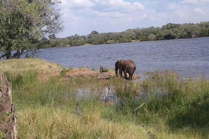 Chobe Safari Day Trip From Livingstone